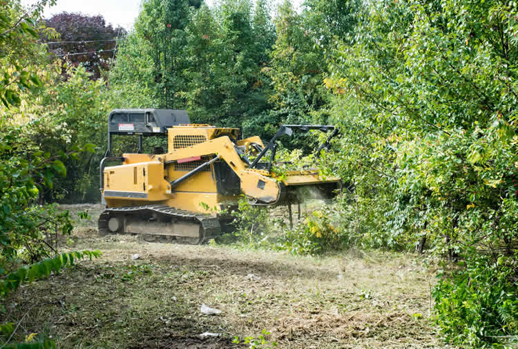 Yellow forestry mulcher clearing overgrown vegetation in forest