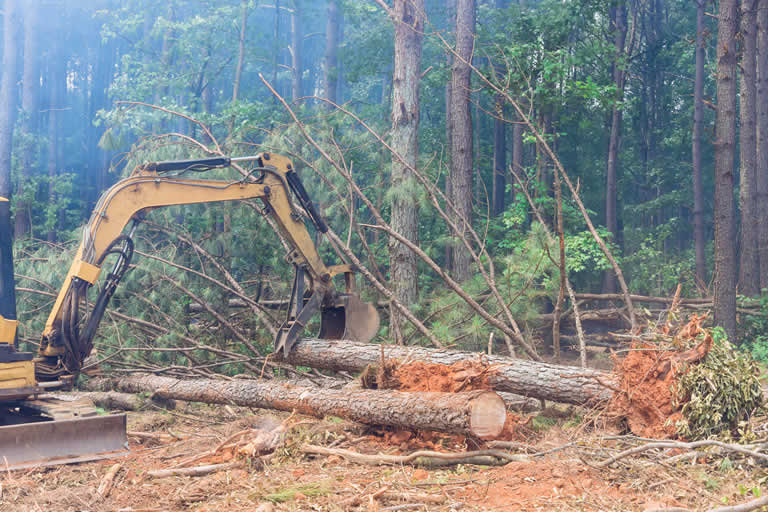 Excavator clearing trees in misty forest for logging